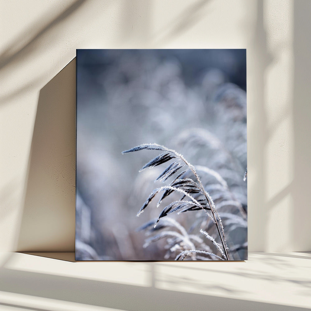 Frosty Morning 5 | Canvas