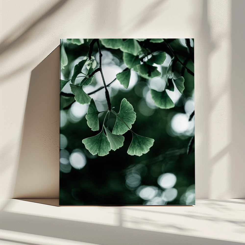 Ginko 1 | Canvas