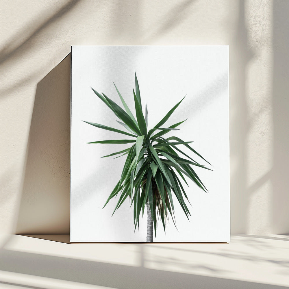 Palm Trees 11 | Canvas