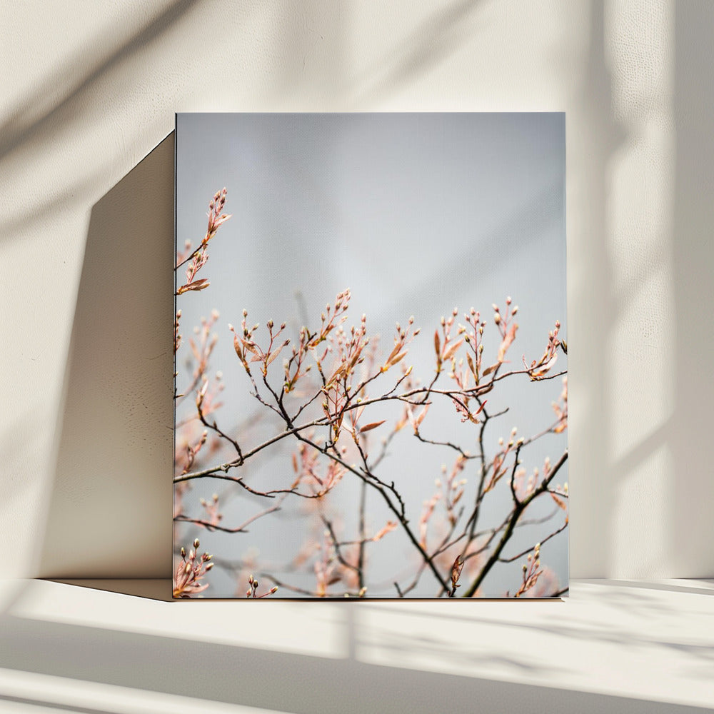 Unknown 11 | Canvas