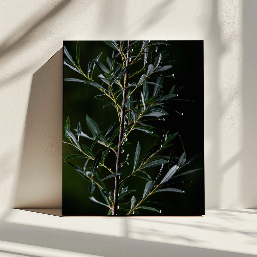 Winter Branches 6 | Canvas