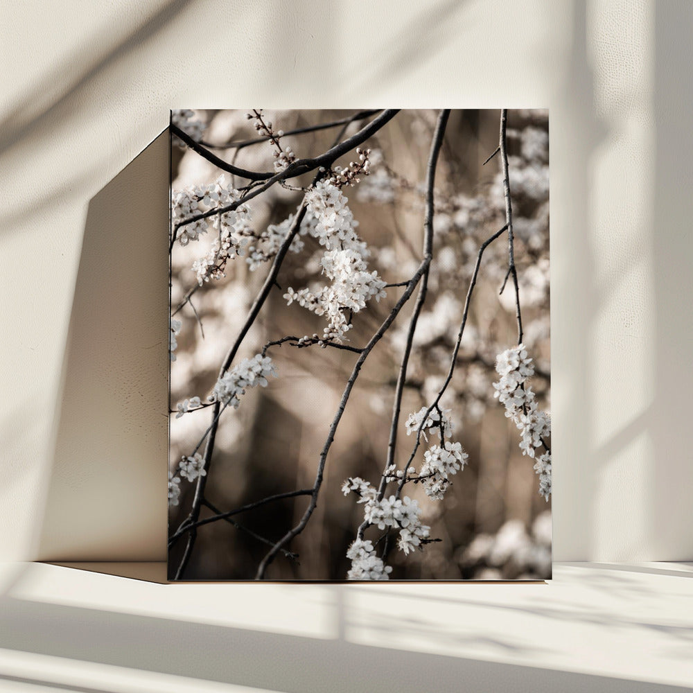 Spring Branches 1 | Canvas