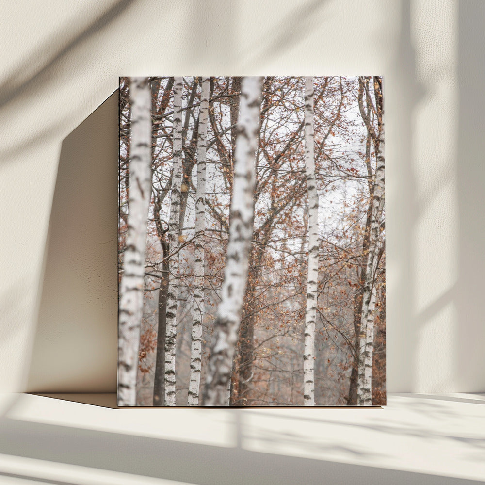 Birch Trees 6 | Canvas