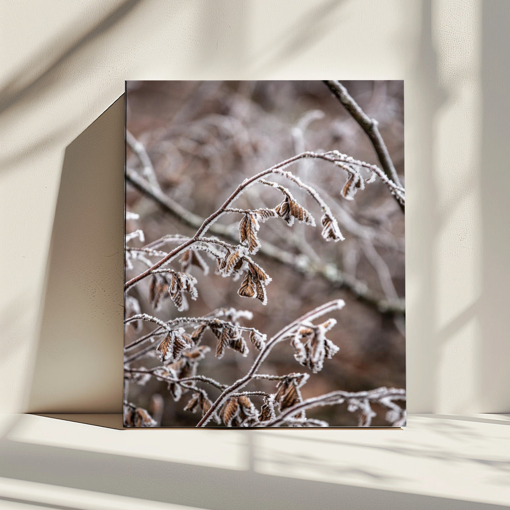 Winter Branches 18 | Canvas
