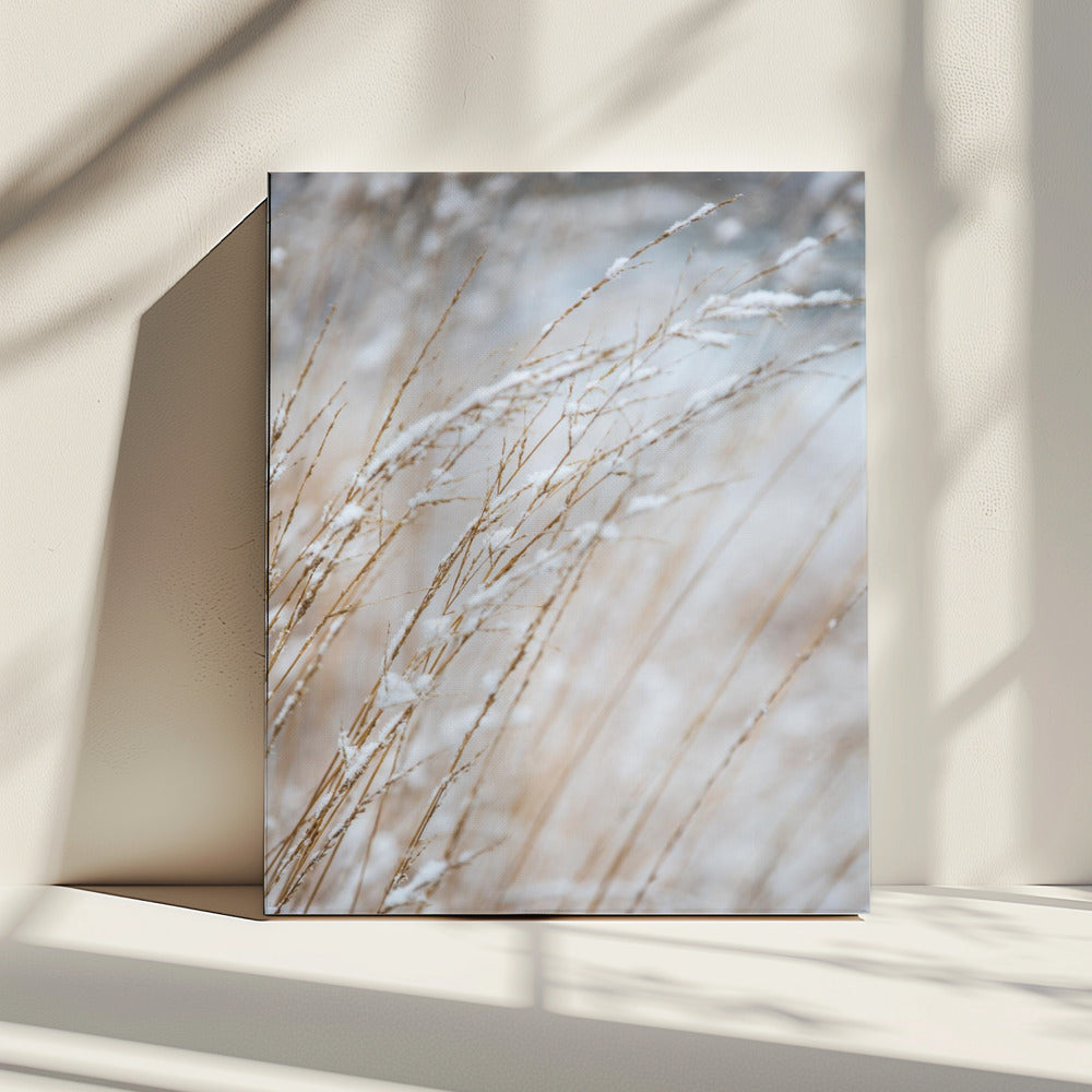 Winter Grass | Canvas