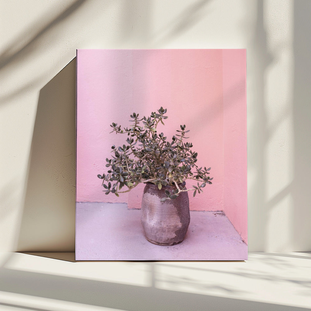 Spanish Rustic Succulent | Canvas