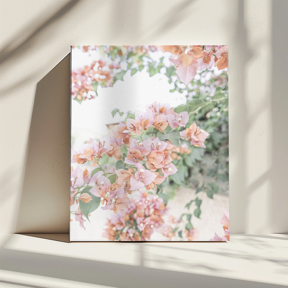 Peach Bougainvillea | Canvas