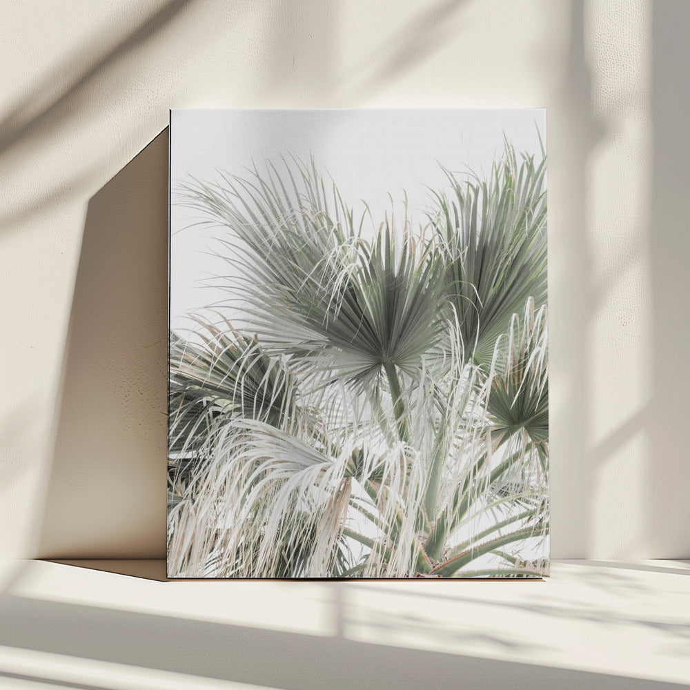Palm Leaf | Canvas