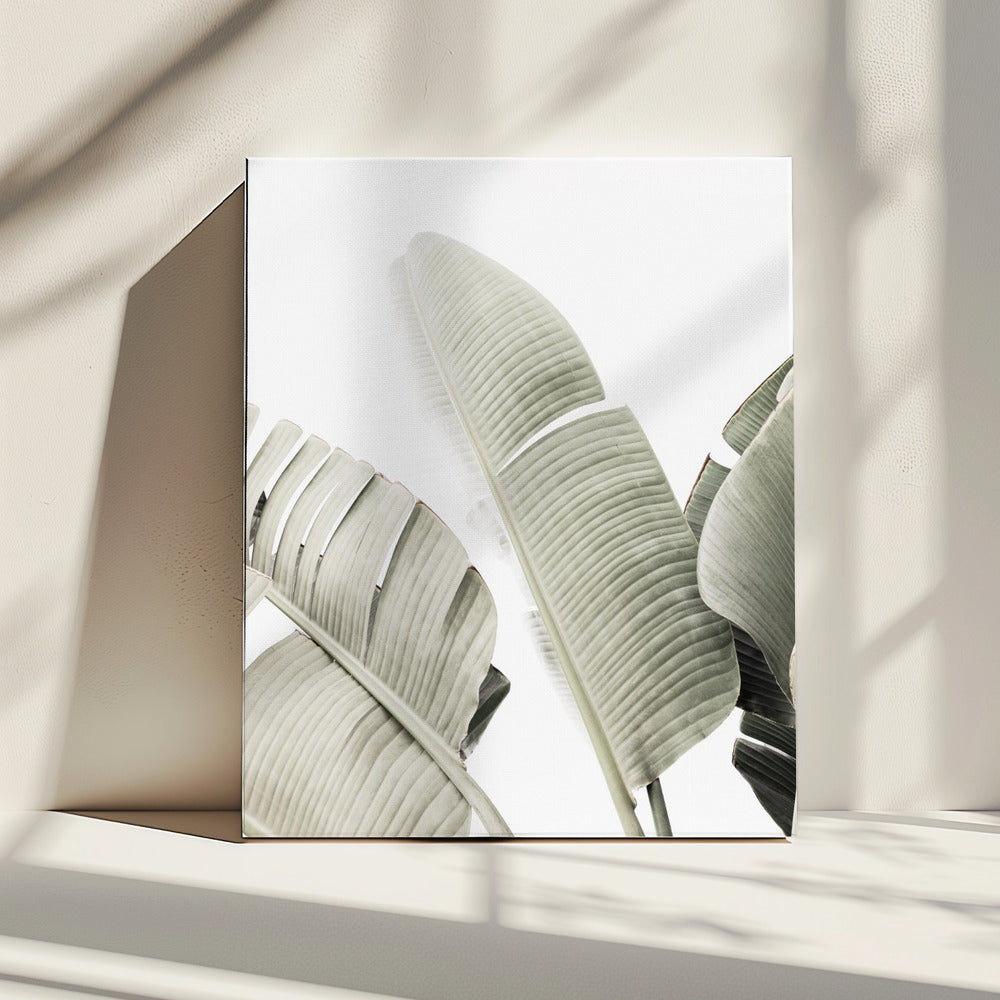 Banana leaf 1 | Canvas