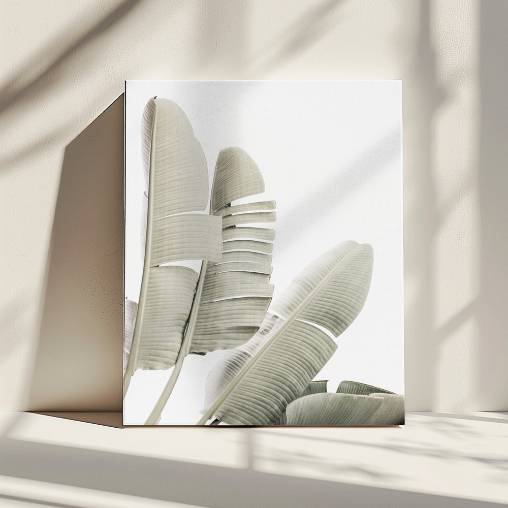 Banana leaf 2 | Canvas