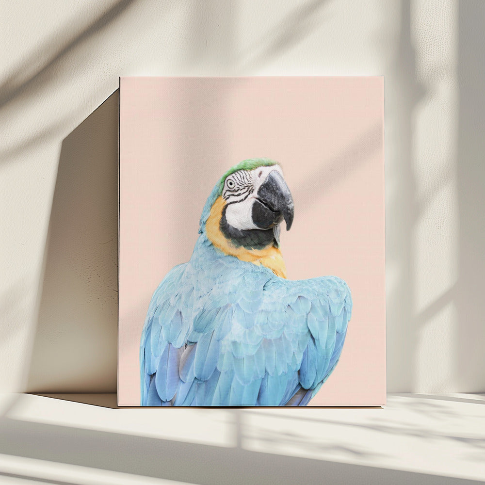 Blue Macaw | Canvas
