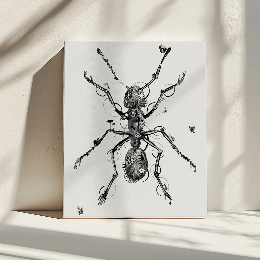 Ant | Canvas