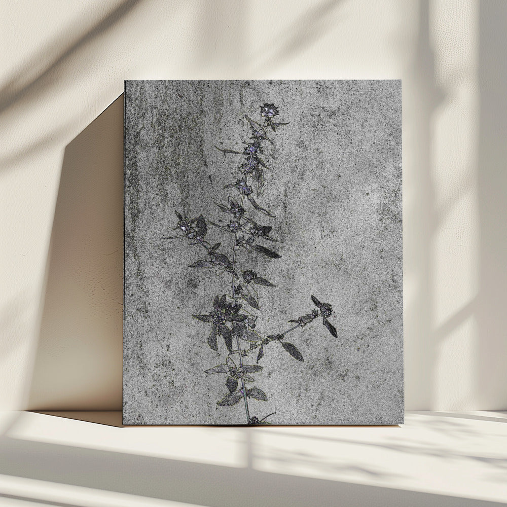 Concrete Blossoms | Canvas