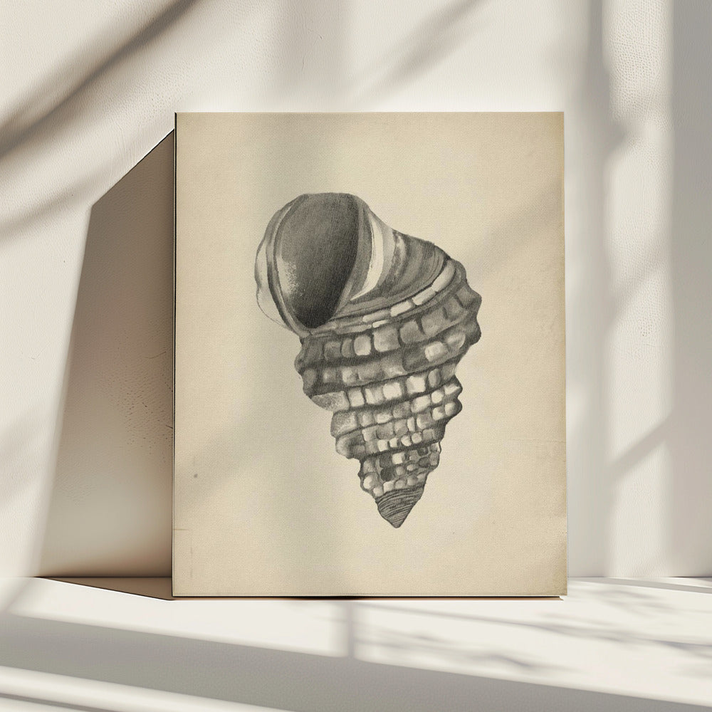 Seashells | Canvas