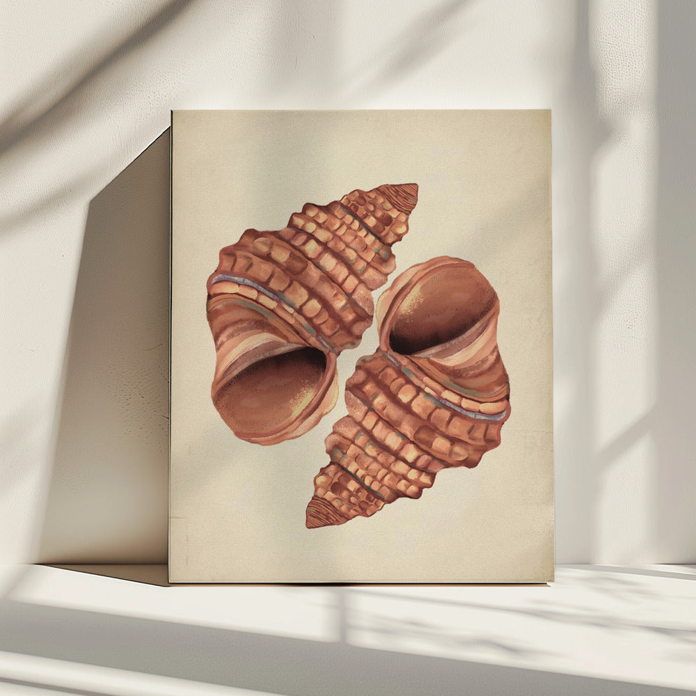 Seashell vintage | Canvas