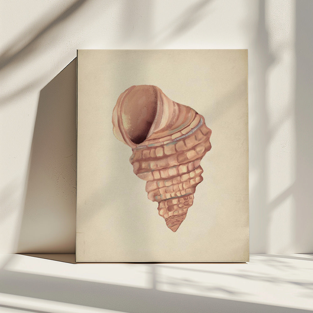 Pink seashells | Canvas