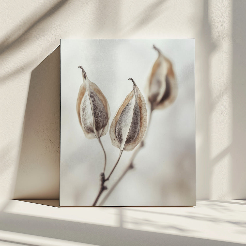 Whispering Pods | Canvas
