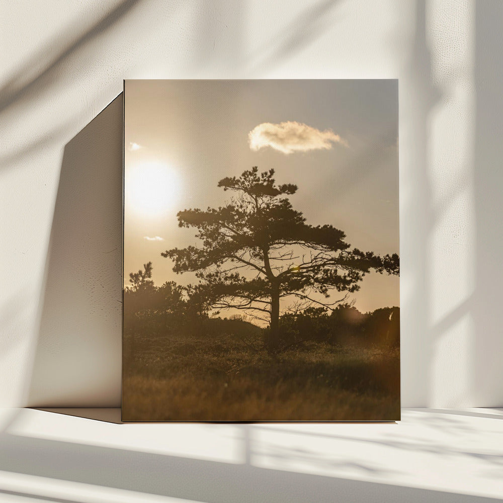 Tree In the Dunes 1 | Canvas