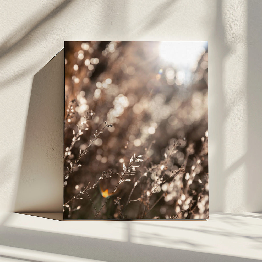 Warm Winter Light 6 | Canvas