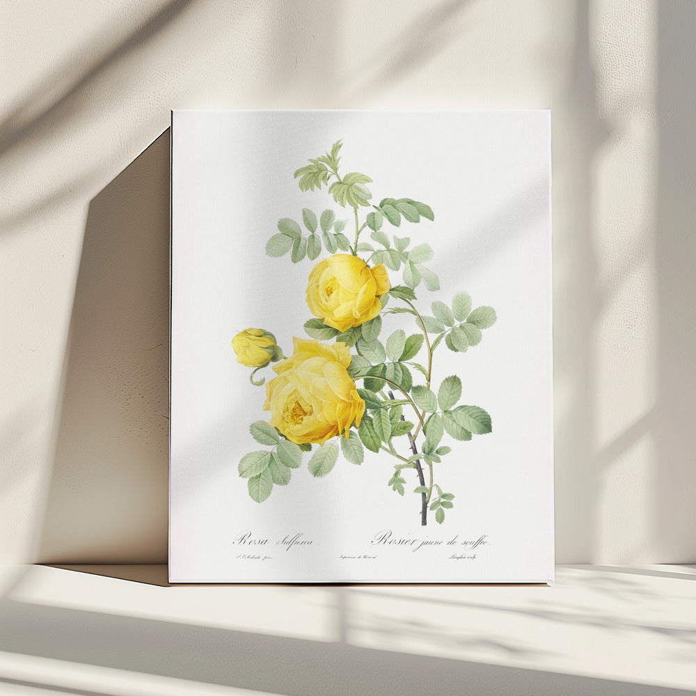 Rosa Hemisphaerica, Les Roses (1817–1824) | Canvas