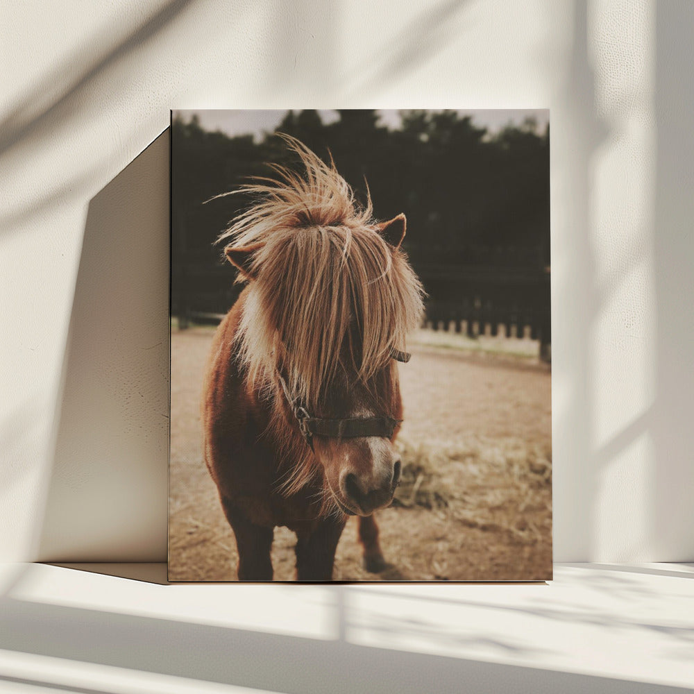 Pony with a Shaggy Mane | Canvas