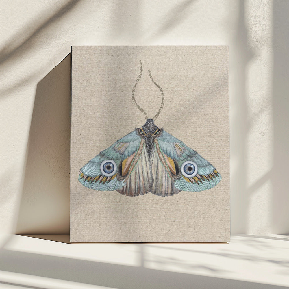 Moth | Canvas