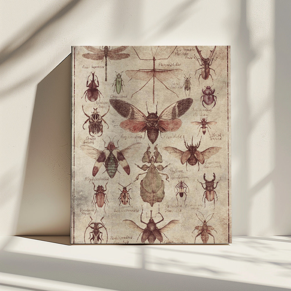 Vintage-style  Insects | Canvas