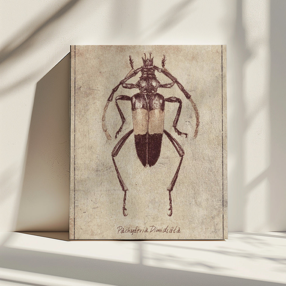 Vintage Insect Sketch | Canvas