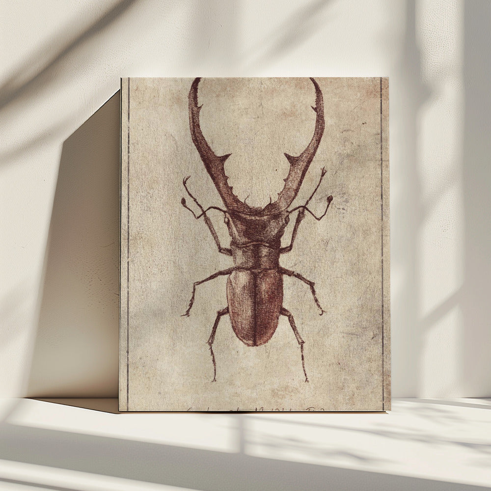 Antique Beetle Illustration | Canvas