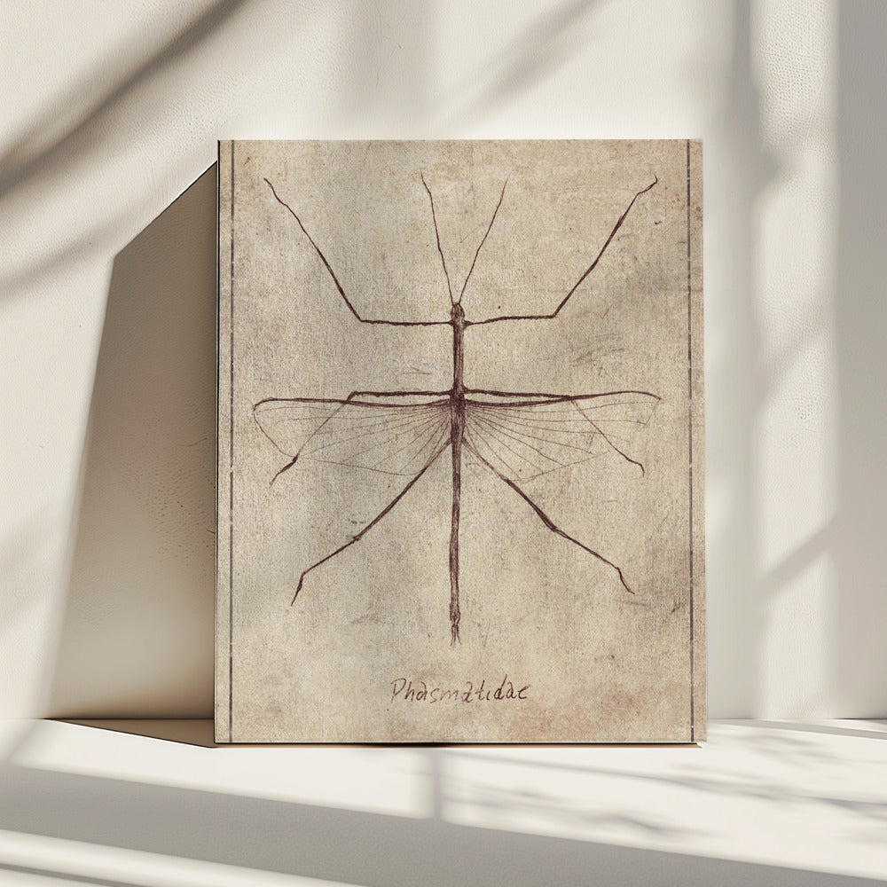 Vintage Entomology Sketch | Canvas
