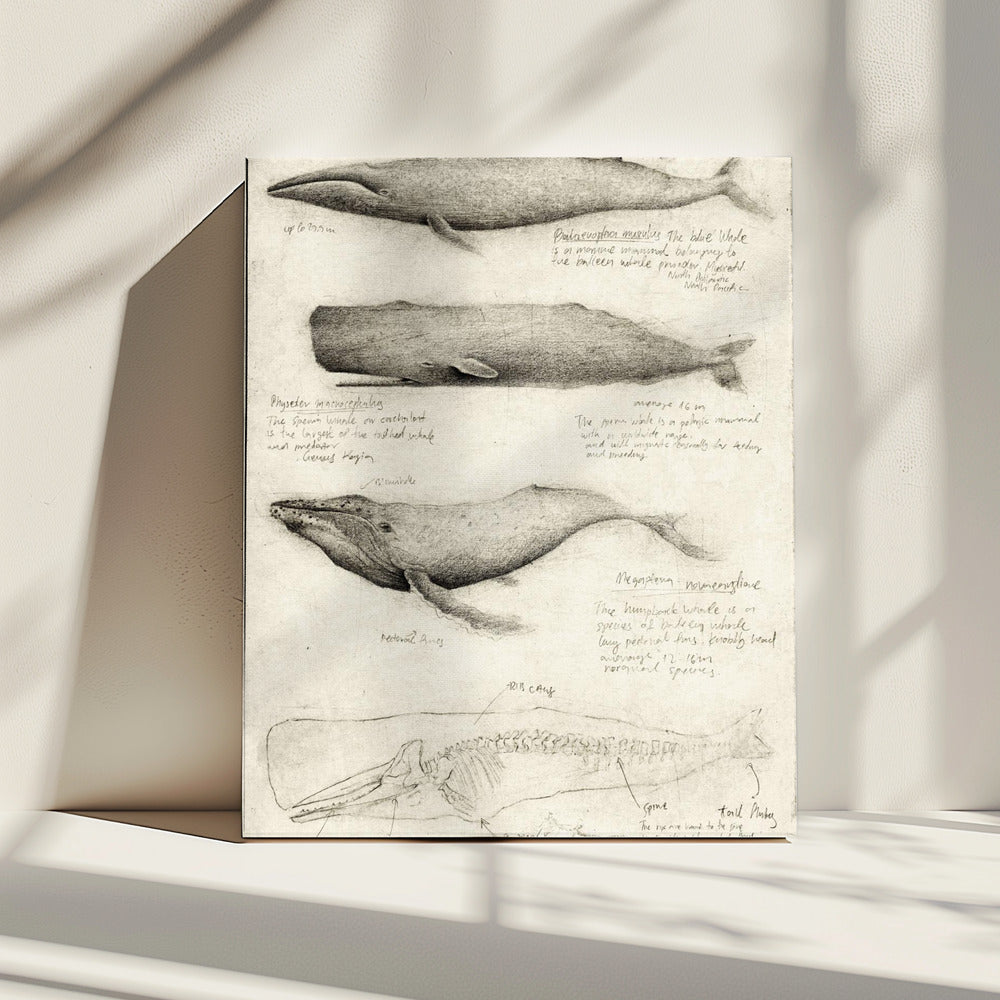 Sketches Of Various Whale | Canvas