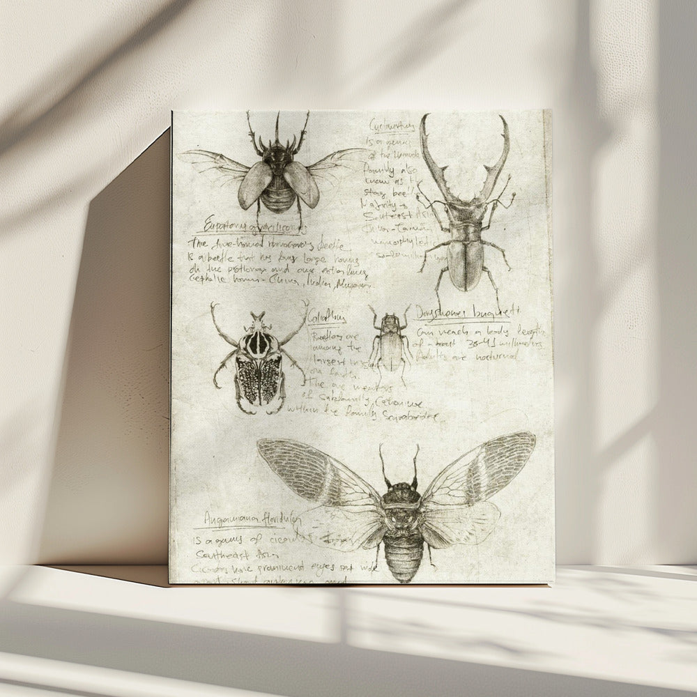Sketches Of Beetles And Insects | Canvas