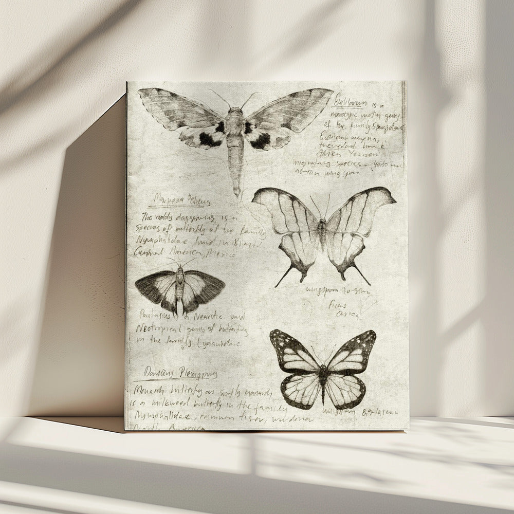Butterfly Illustrations | Canvas