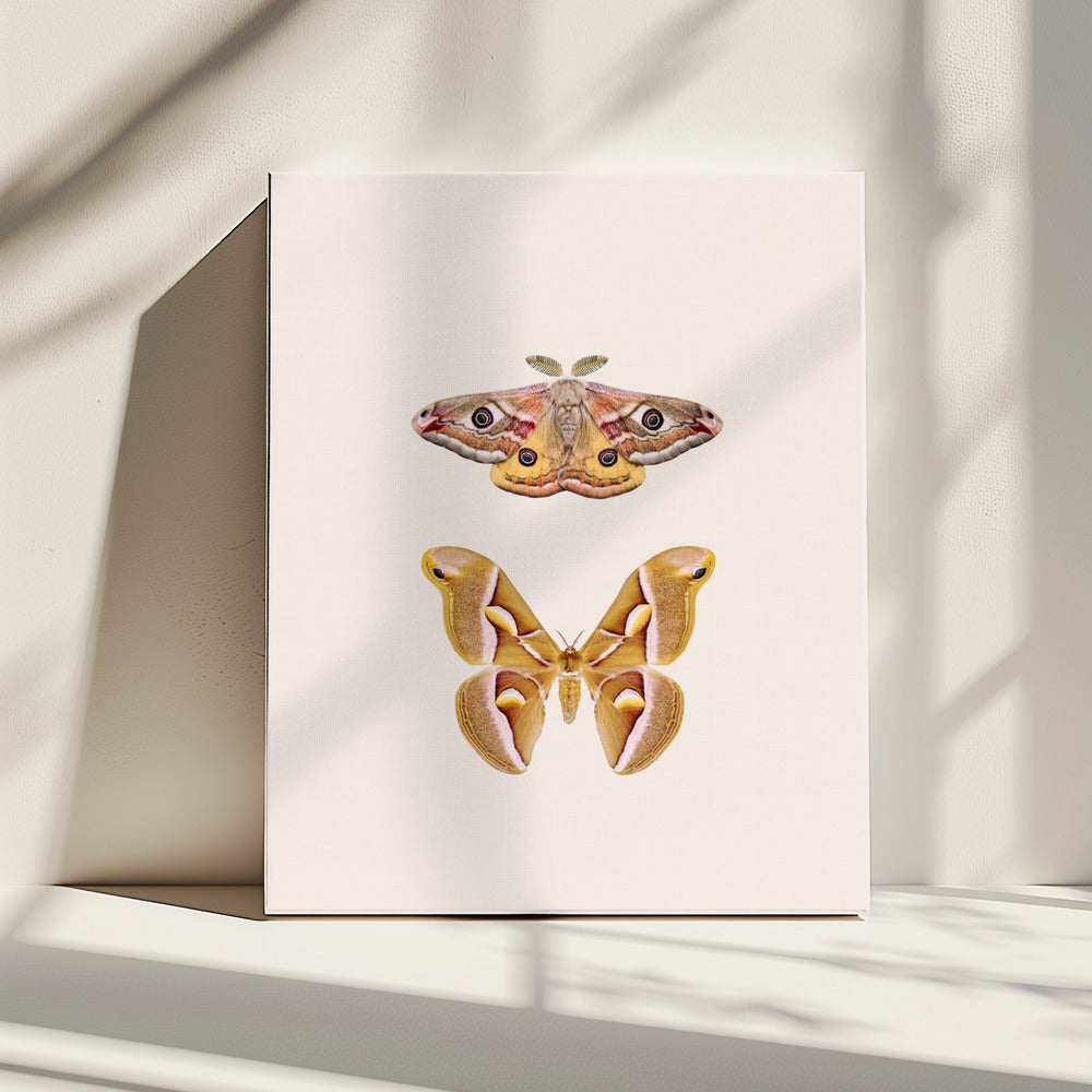 Moths | Canvas
