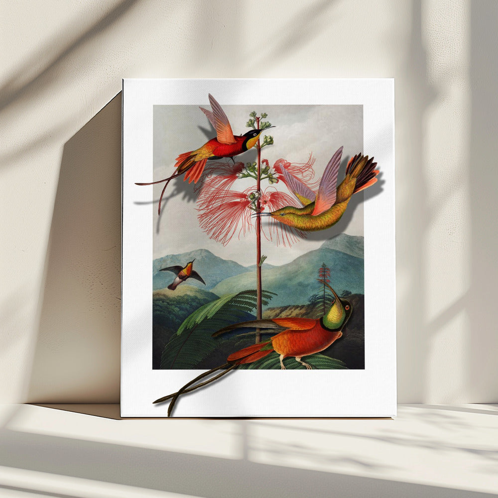 Mimosa Grandiflora | Canvas