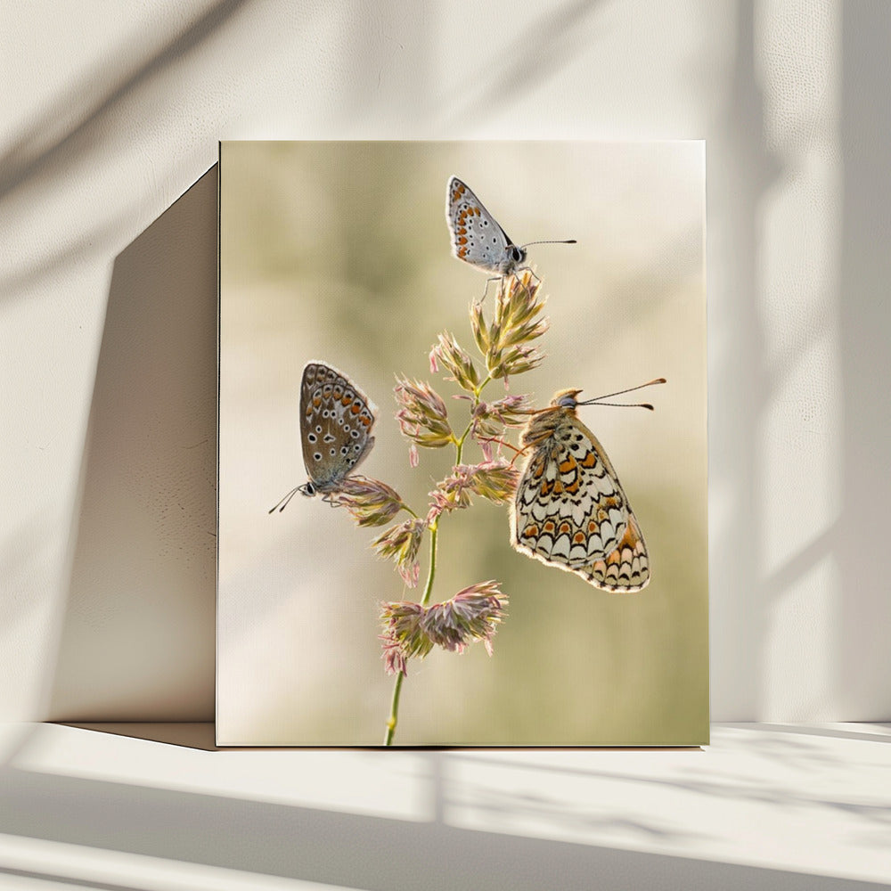 A kind of melting pot | Canvas