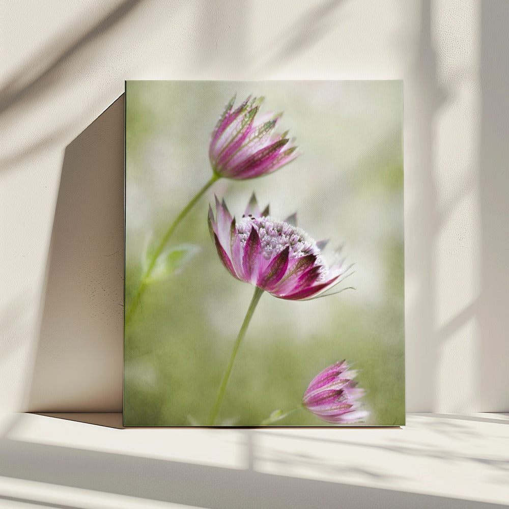 Astrantia | Canvas