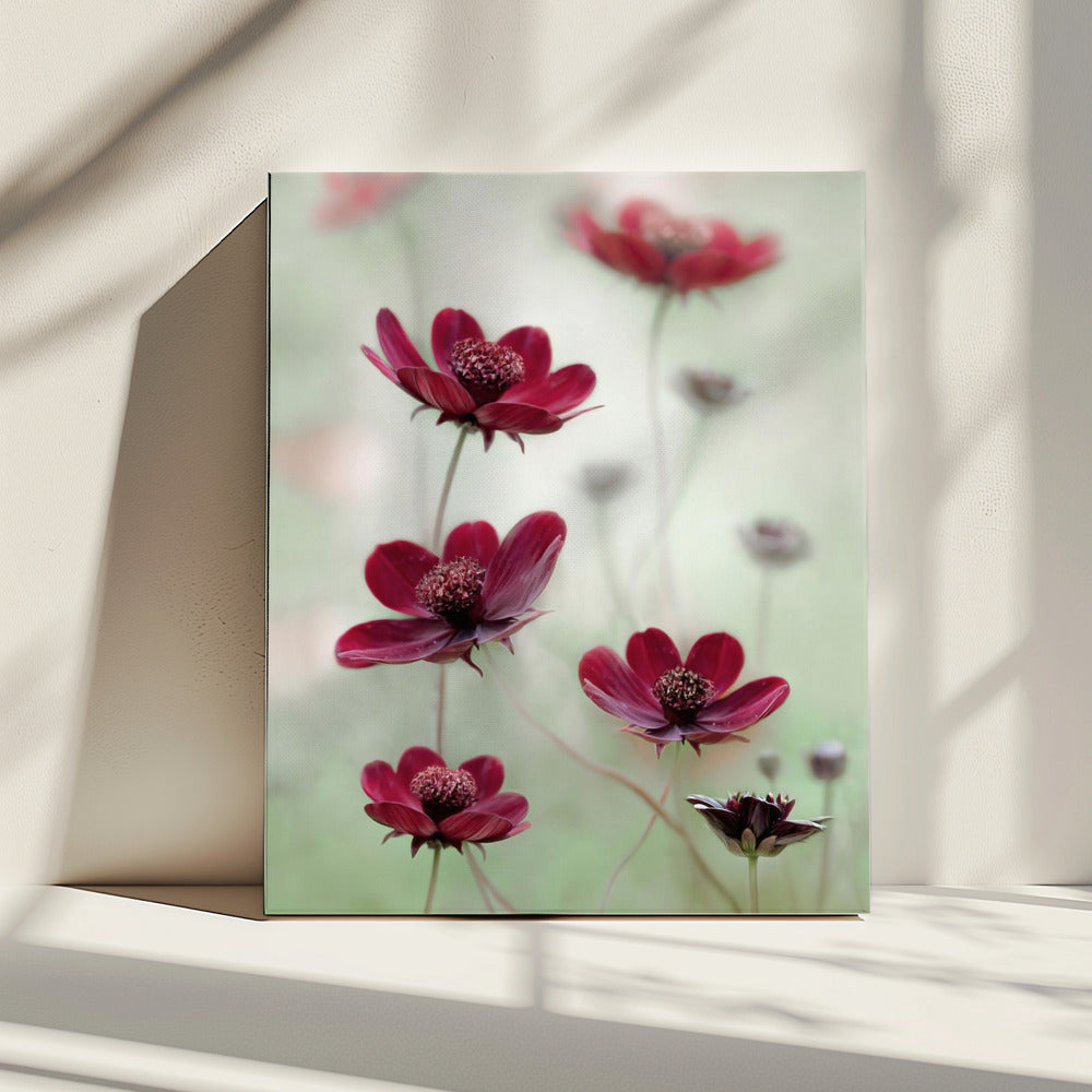 Cosmos sway | Canvas