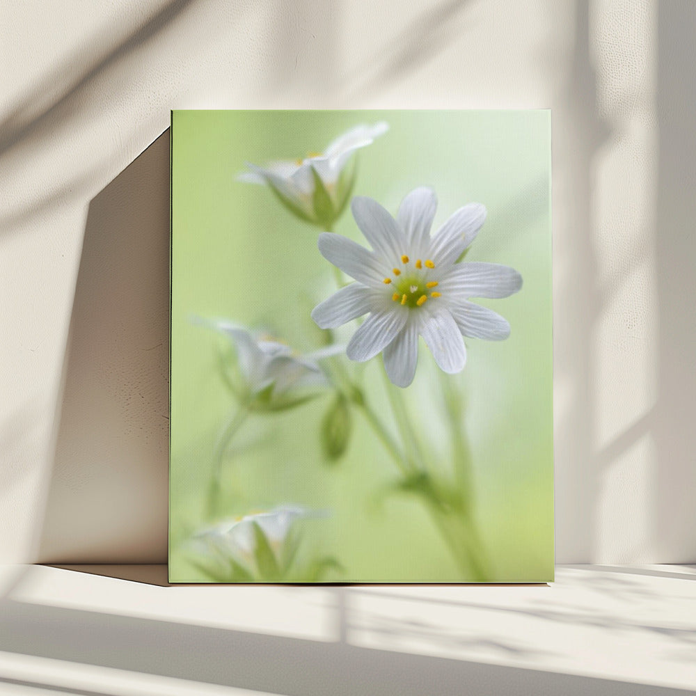 Spring sparkle | Canvas