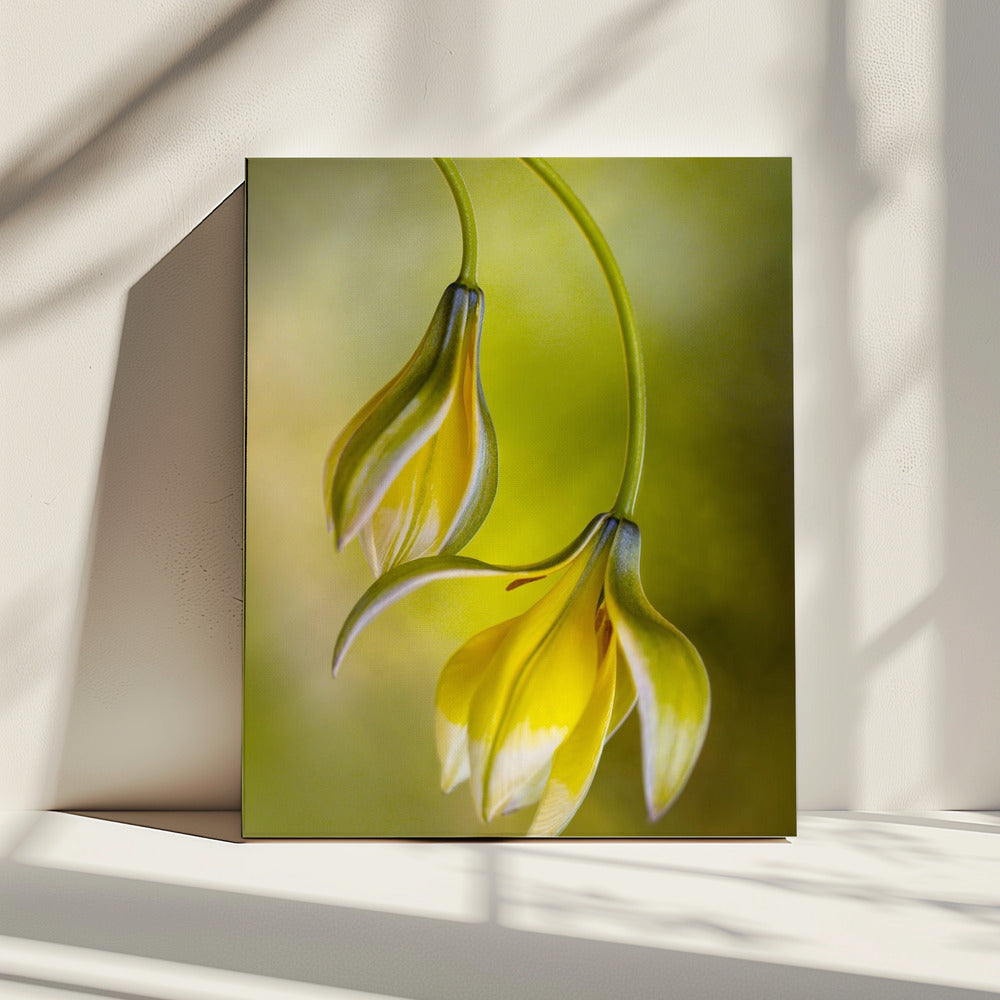 Tulipa | Canvas