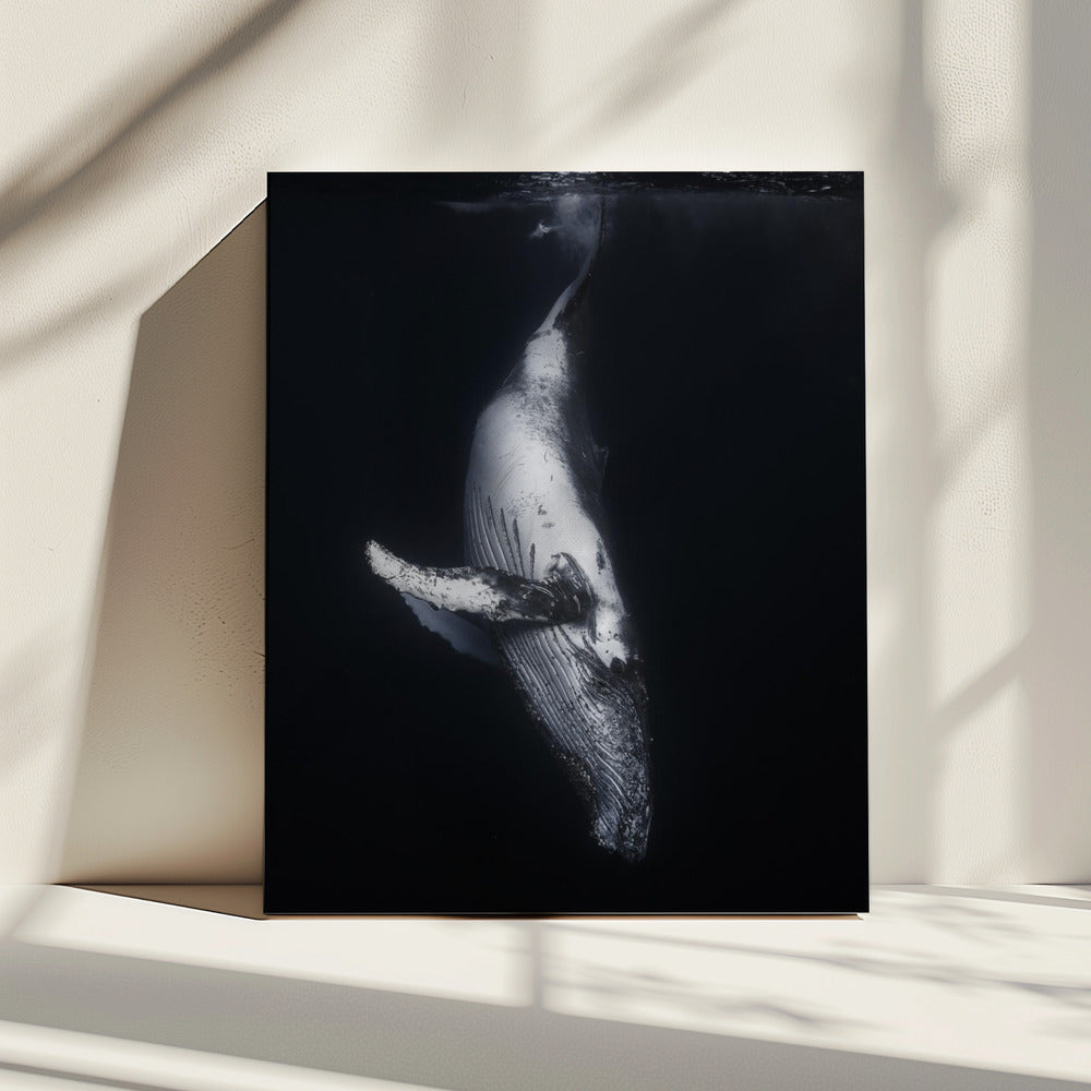 Black Whale | Canvas