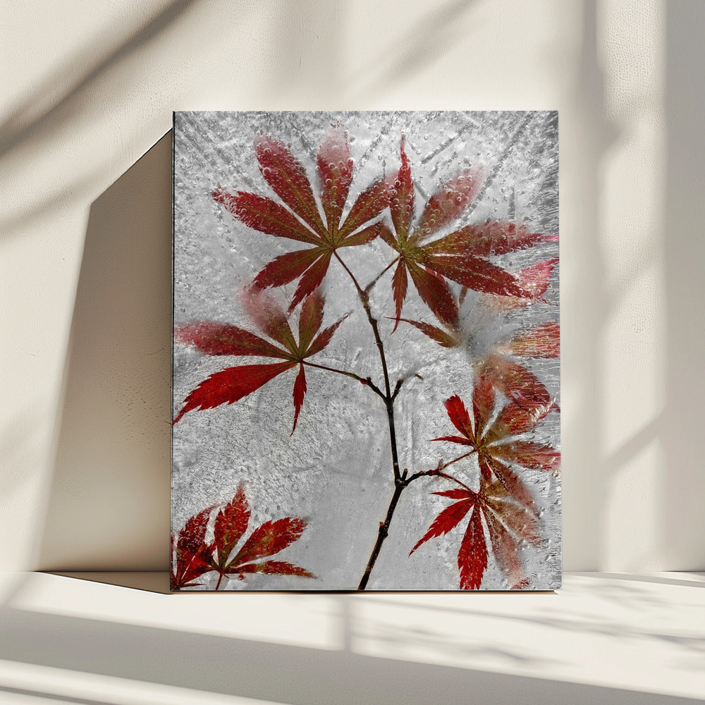 red maple | Canvas