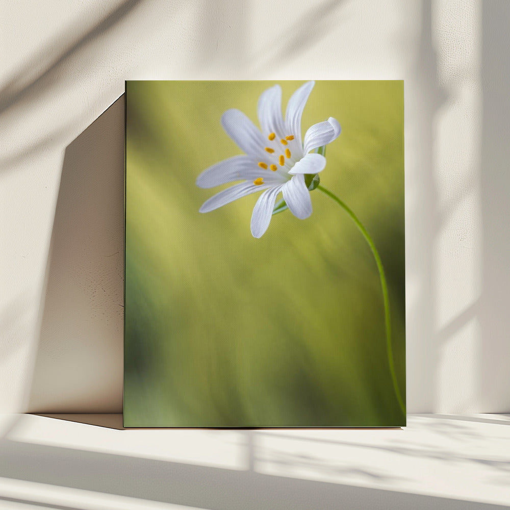 Stitchwort | Canvas