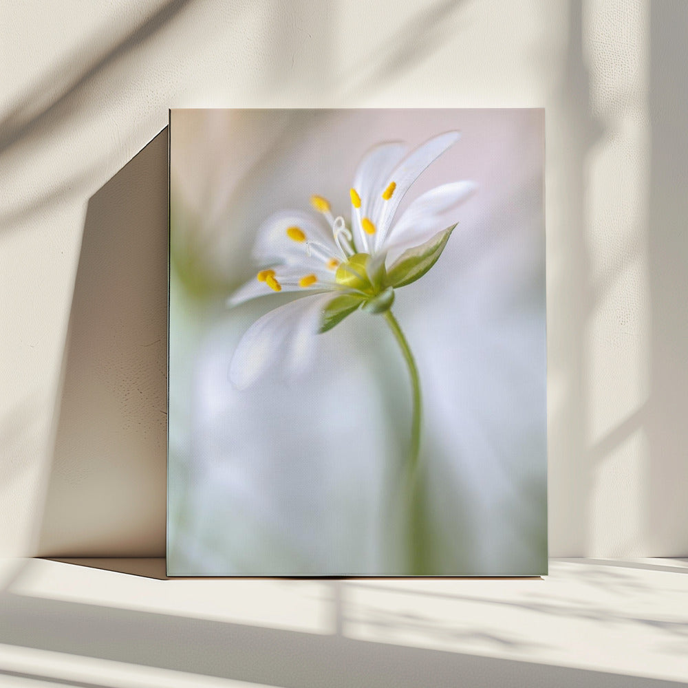 Stitchwort soft | Canvas