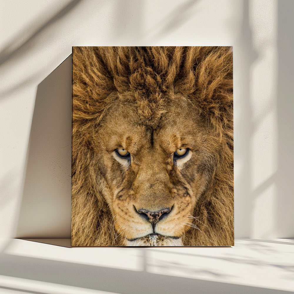 Serious Lion | Canvas