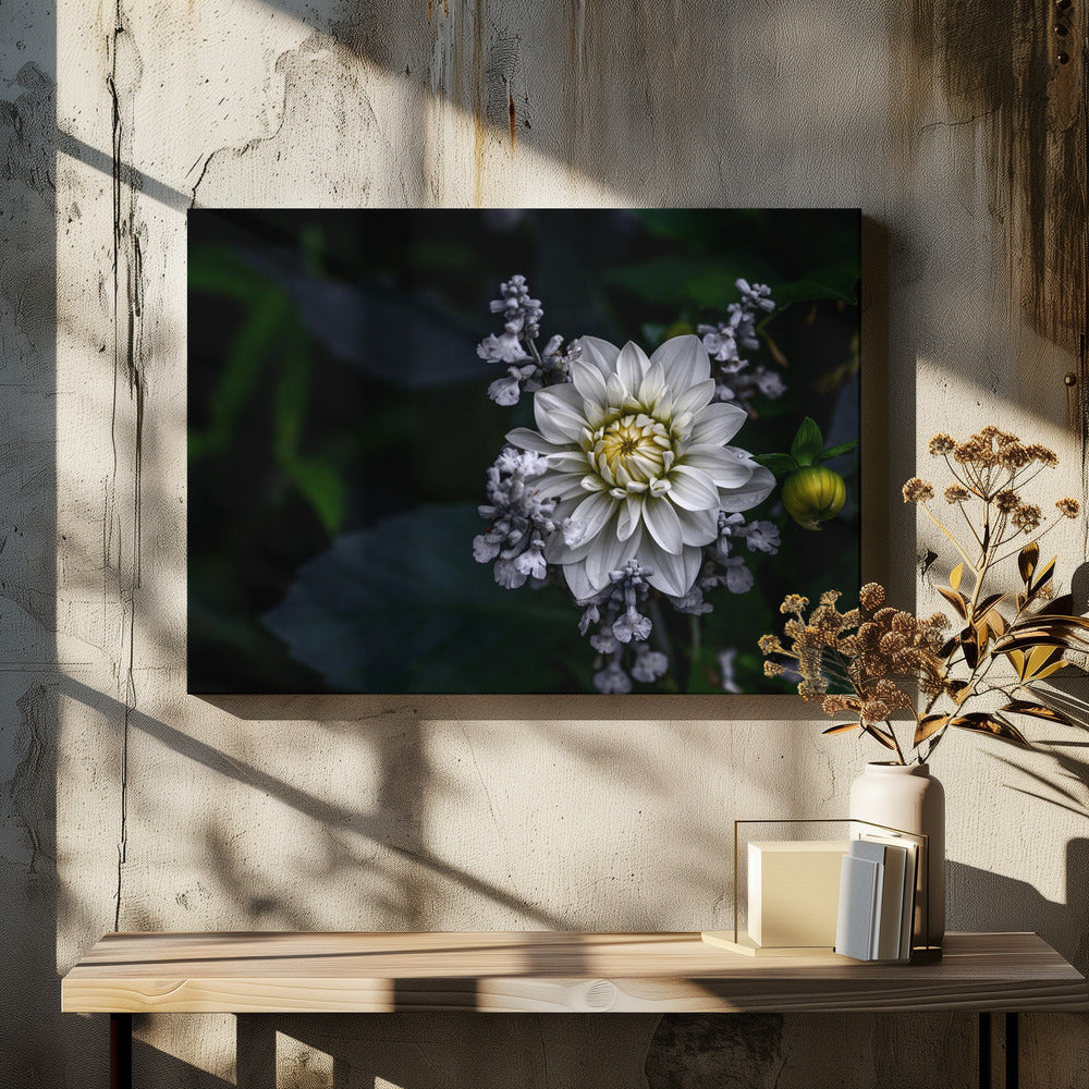 Dahlia flower | Canvas