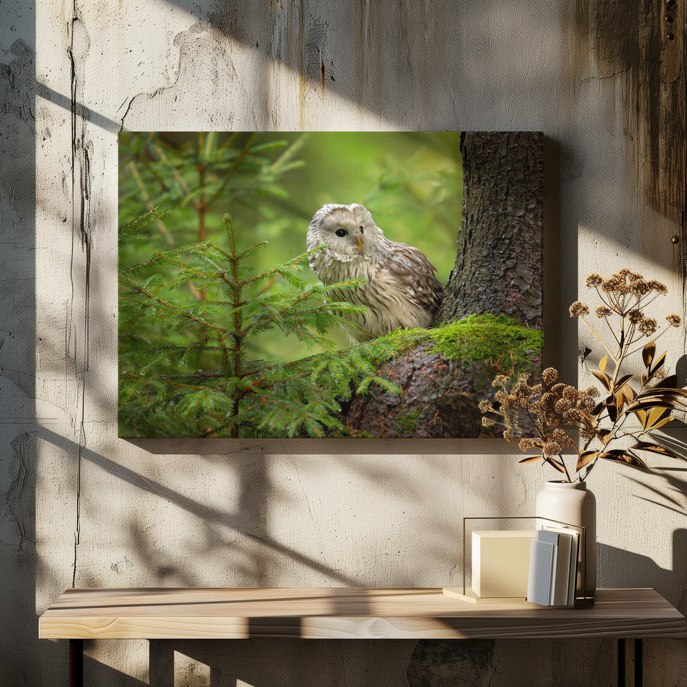 Ural Owl | Canvas