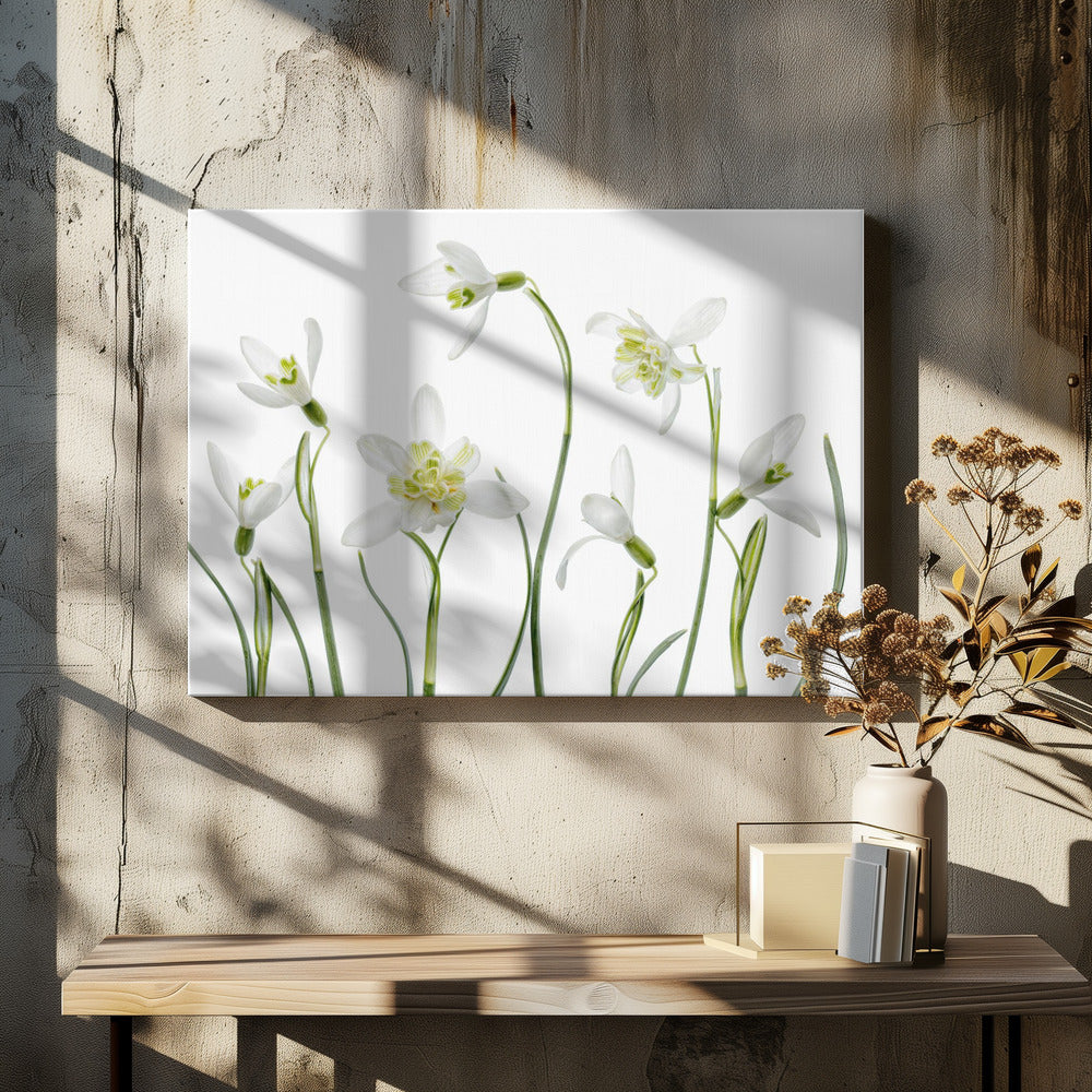 Spring Snowdrops | Canvas
