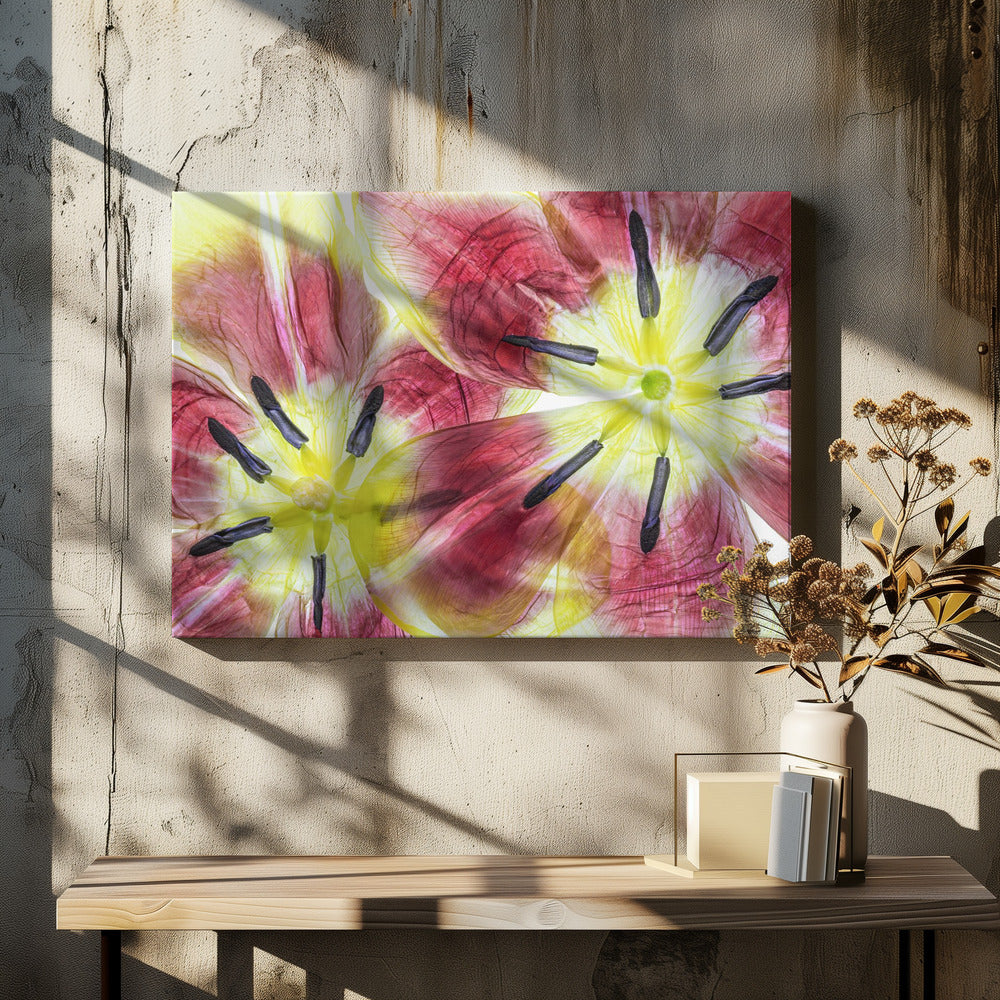 Tulips | Canvas