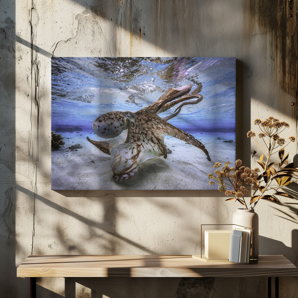 Dancing Octopus | Canvas